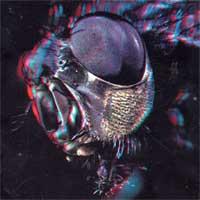 Humanfly - A God Among Insects (Cover Artwork)