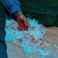 Kaonashi - Dear Lemon House, You Ruined Me: Senior Year (Cover Artwork)