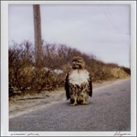 Libyans - A Common Place [12-inch] (Cover Artwork)