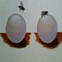 Royal Wedding - Dry Lagoons (Cover Artwork)