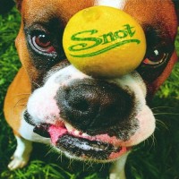 Snot - Get Some (Cover Artwork)