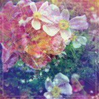 The Stargazer Lilies - We Are the Dreamers (Cover Artwork)