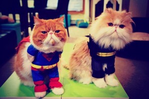 New Reviews for February 12, 2016