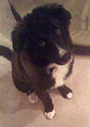 All-American Rejects partner with Petfinder