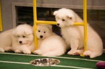 Football, Etc: "First Down" (Pink Couch Session)