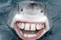 Sharks: "Fallen On Deaf Ears"