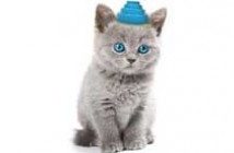 Devo plans cat party for album stream