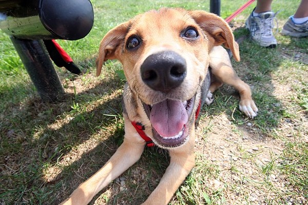 All-American Rejects posts video for Petfinder.com