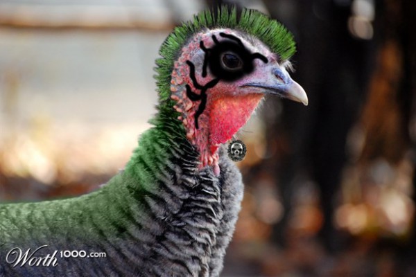 Happy Thanksgiving!