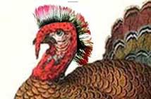 Happy Thanksgiving